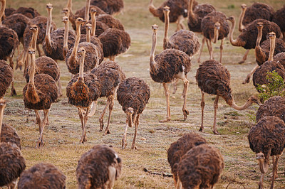 Buy stock photo A flock of giant ostriches walking across a veld in South Africa. Group of flightless, domesticated black neck birds walking and eating grass on a farm or at a safari birdwatching ostrich ranch