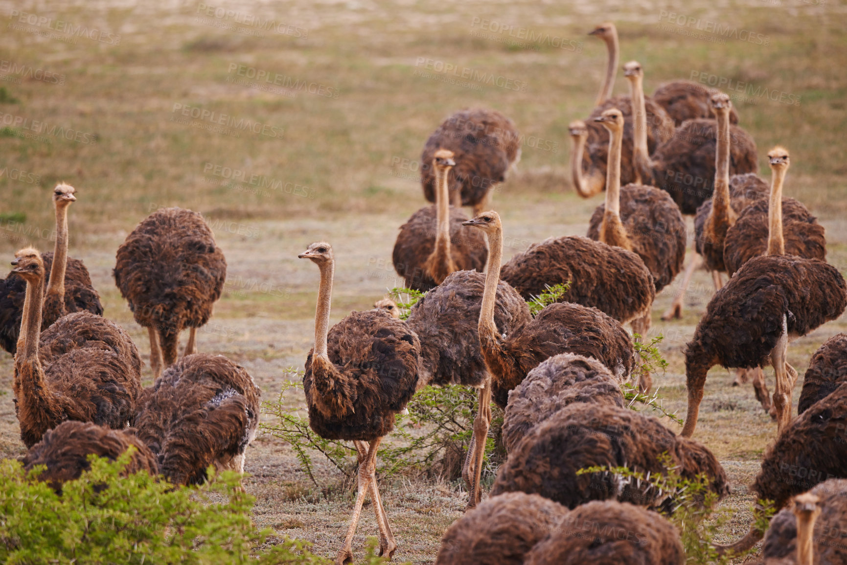 Buy stock photo Ostrich, animals on field and nature with flock in South Africa, indigenous with wildlife landscape and tourism. Travel, group of birds and feather in environment, natural background and countryside