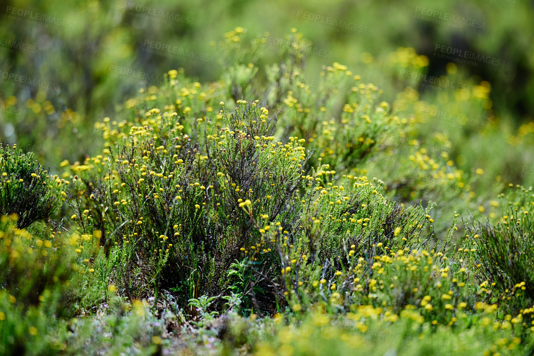 Buy stock photo Bush, plant and closeup of nature in forest or garden, indigenous flora with growth and green natural background. Texture, environment and flowers in African, bushveld or field with leaves or foliage