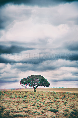 Buy stock photo A tree standing on a remote African landscape - copyspace