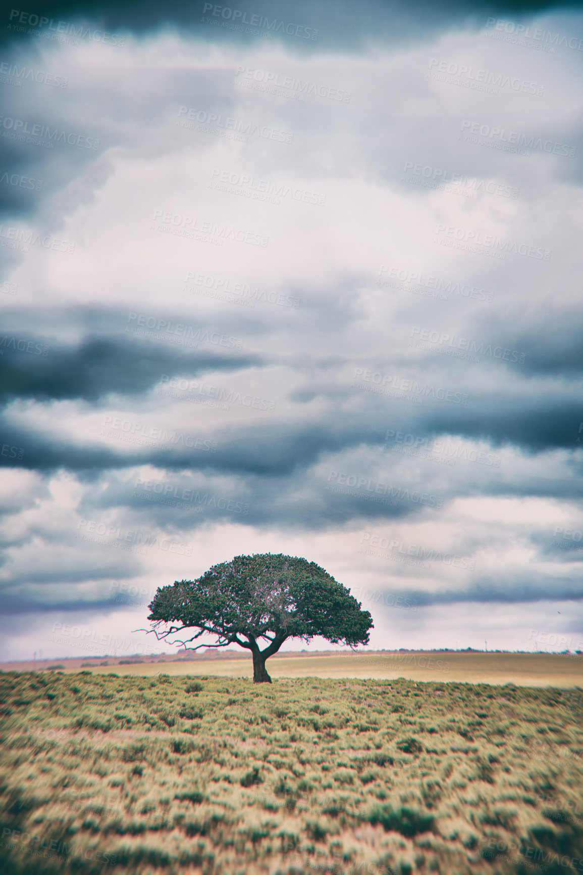 Buy stock photo A tree standing on a remote African landscape - copyspace