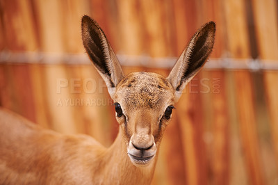 Buy stock photo A buck in the South African lanscape