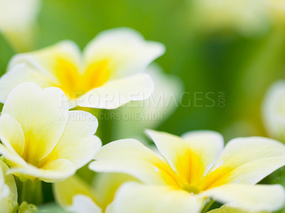 Buy stock photo Nature, spring and flower with white and yellow primrose in a garden or natural environment background. Summer, countryside and growth of plants in nature field on a bright and sunny spring morning