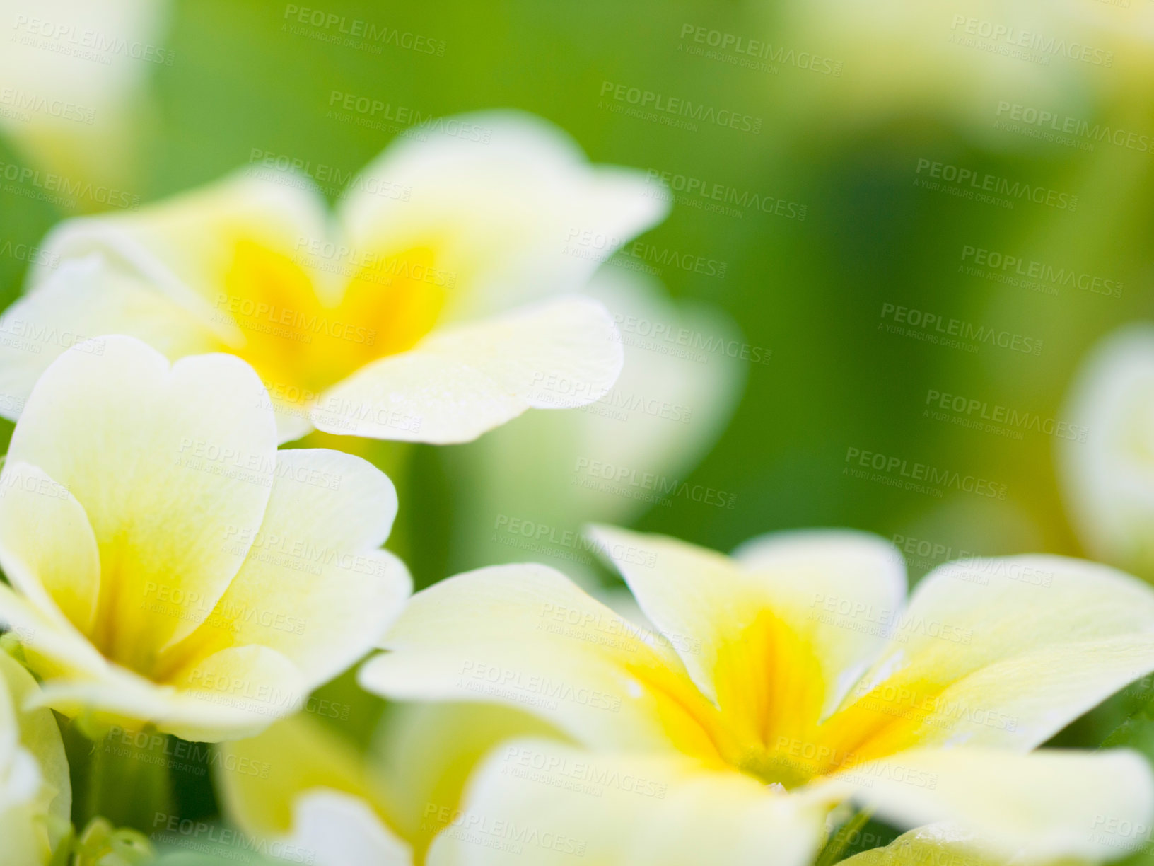 Buy stock photo Nature, spring and flower with white and yellow primrose in a garden or natural environment background. Summer, countryside and growth of plants in nature field on a bright and sunny spring morning