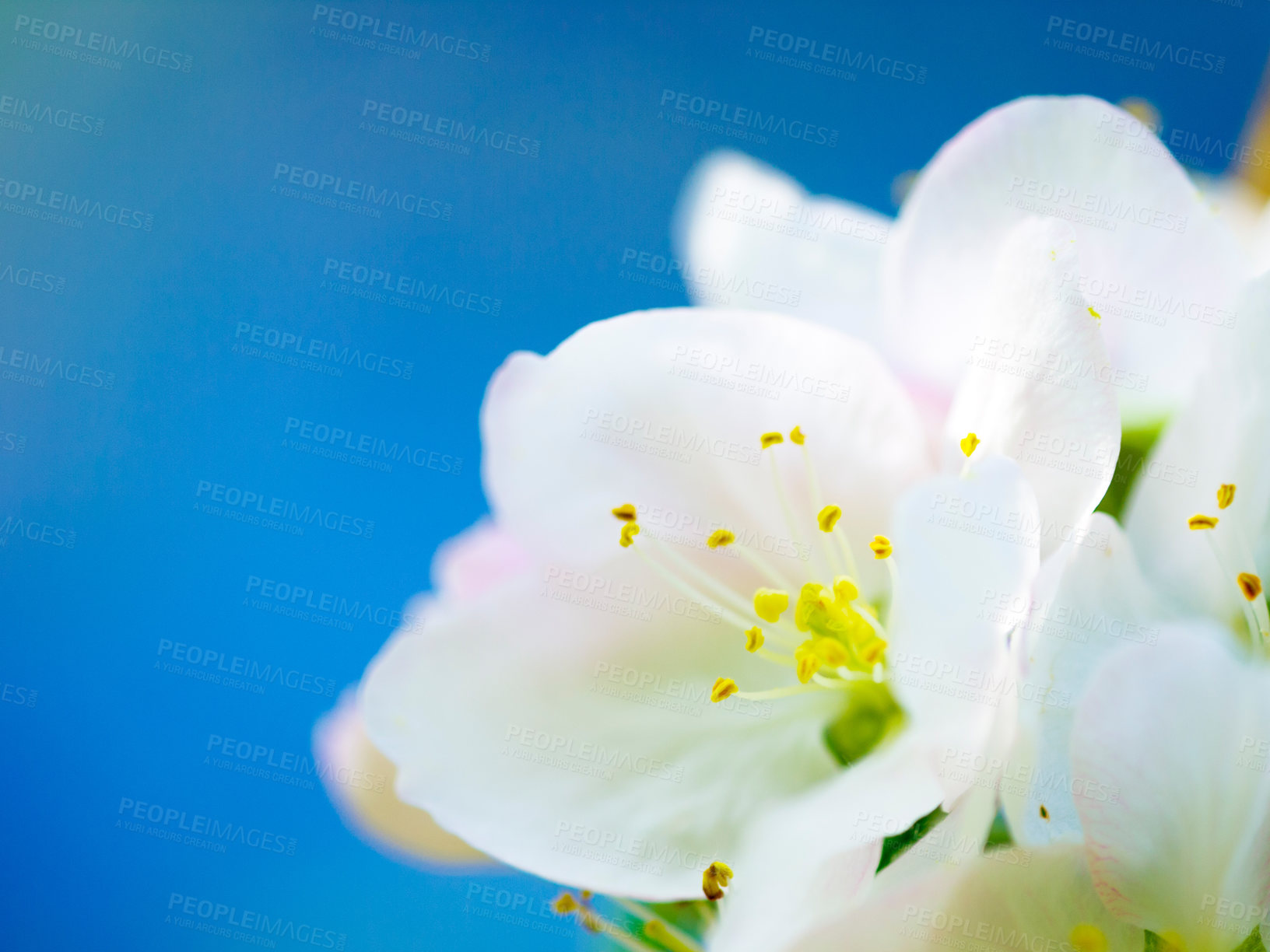 Buy stock photo Spring, space and garden with flower in nature for ecology, growth and peace on blue sky mockup. Plant, floral and zoom with closeup of blossom on plum tree for ecosystem, leaf and environment