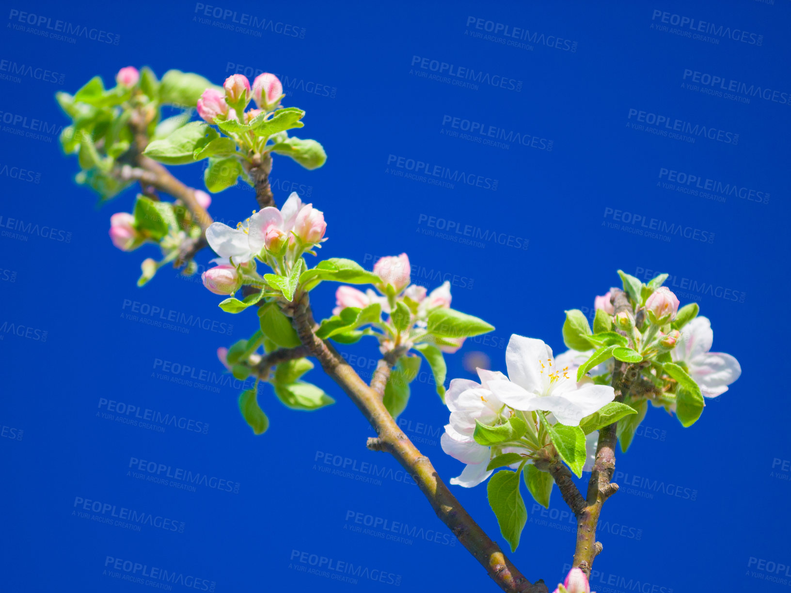 Buy stock photo Flowers, spring and blue sky in a garden with green plants, leaves growth and plum tree flower. Fresh, leaf and gardening plant with floral and sustainability of botanical vegetation outdoor