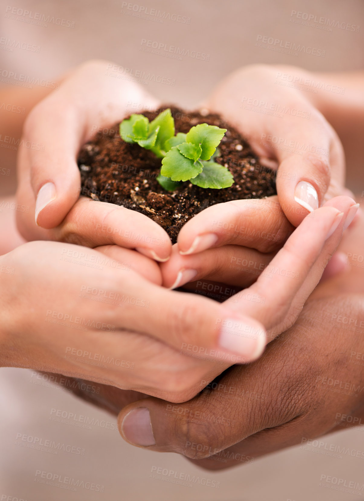 Buy stock photo Loving and caring for the earth, hands holding a beautiful plant growing from soil. Family developing growth, ecology and taking care of the environment for a healthy and sustainable future.