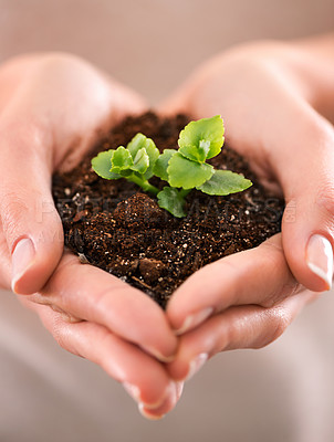 Buy stock photo Hands holding a plant, growth and life for green business, care for nature and support from above. Closeup of soil, dirt and earth with a budding, growing and small sapling being nurtured in spring