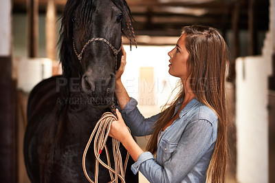 Buy stock photo Barn, woman and horse in stable for bonding, sports training or sustainable farming in Texas with rope. Stallion, person and cowgirl with animal on farm or ranch for healthy livestock, hobby and care