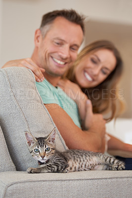 Buy stock photo Man, woman and smile with kitten and pet love, support and care with trust, playful and relax on sofa at family home. Couple with baby cat, kindness and affection with animal on couch for adoption
