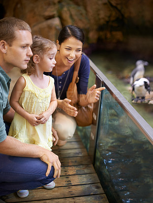 Buy stock photo Cropped shot of a family looking at penguins at an aquarium