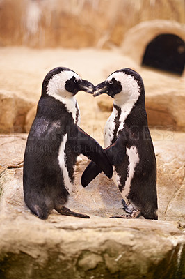 Buy stock photo Animal, penguin and kissing at sea rocks for bonding with touch, together and affection at beach in New Zealand. Nature, boulders and marine with tap for love to socialize at aquarium and friendship
