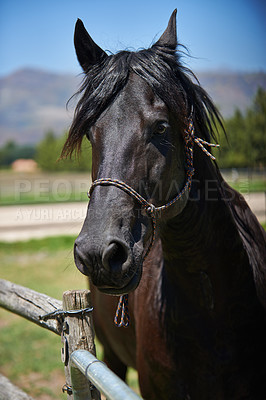 Buy stock photo Calm horse, farm and ranch in rural countryside, spring and in equestrian harness. Mare, stallion and pet in stable meadow or pen for sunshine, outdoor exercise and healthy animal for dressage