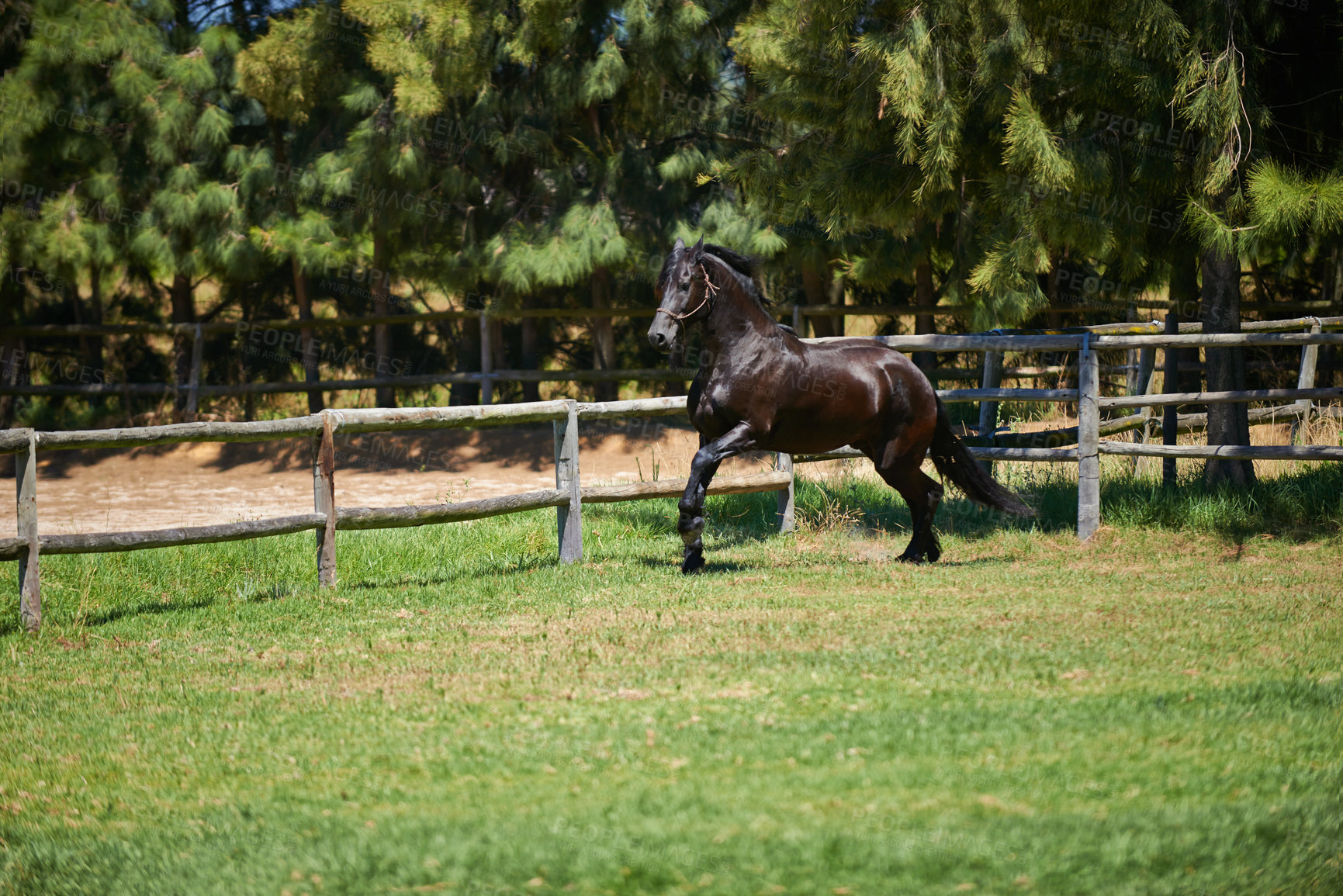 Buy stock photo Horse, farm and running on grass with fence of ranch or healthy development of mare for agriculture or equestrian. Colt, pony and mustang on lawn in summer, walking field on land in Texas countryside