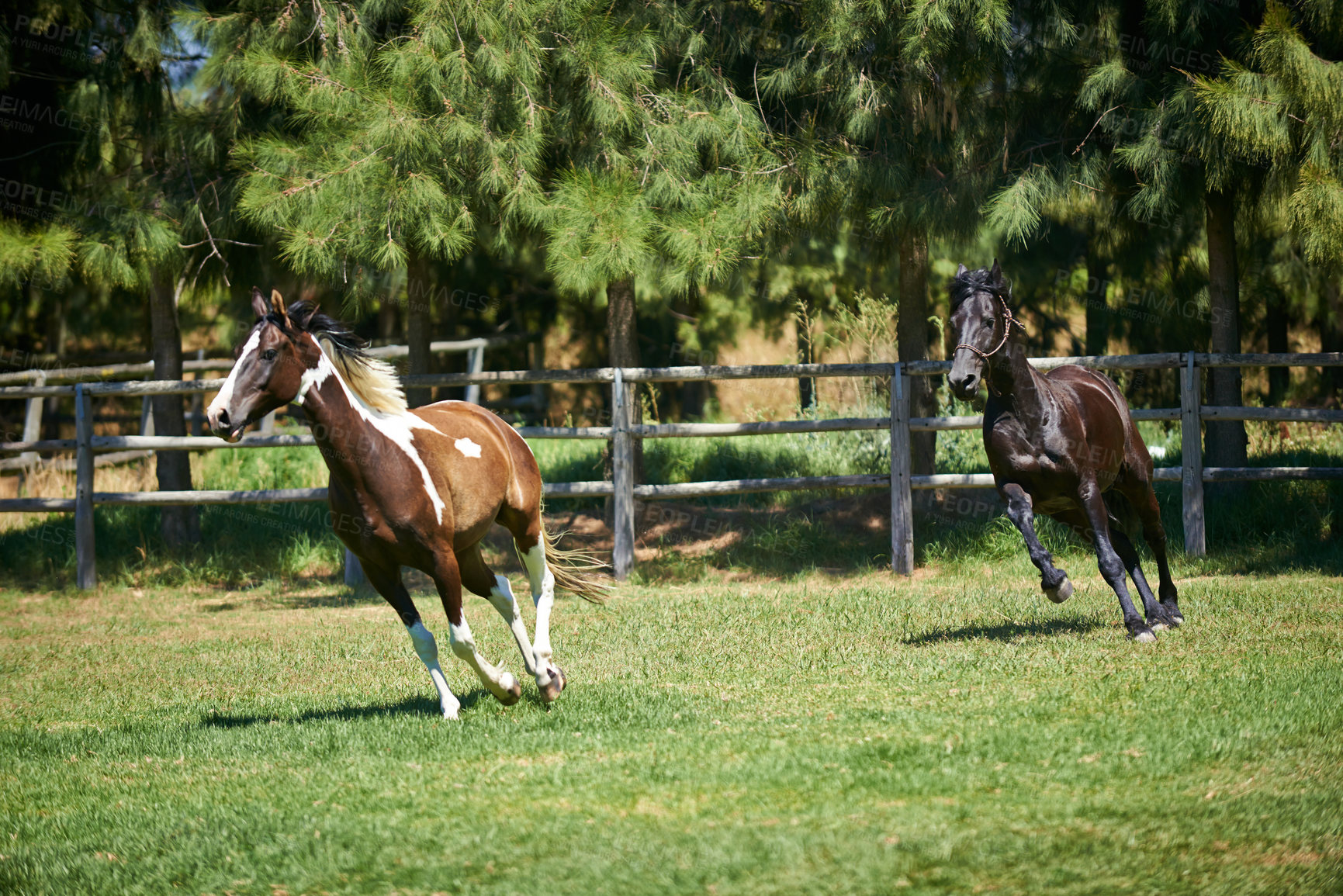 Buy stock photo Farming, ranch and horses running in field with trees, sunshine and natural landscape. Nature, freedom and equestrian animals on green grass in countryside with energy, power or wildlife conservation