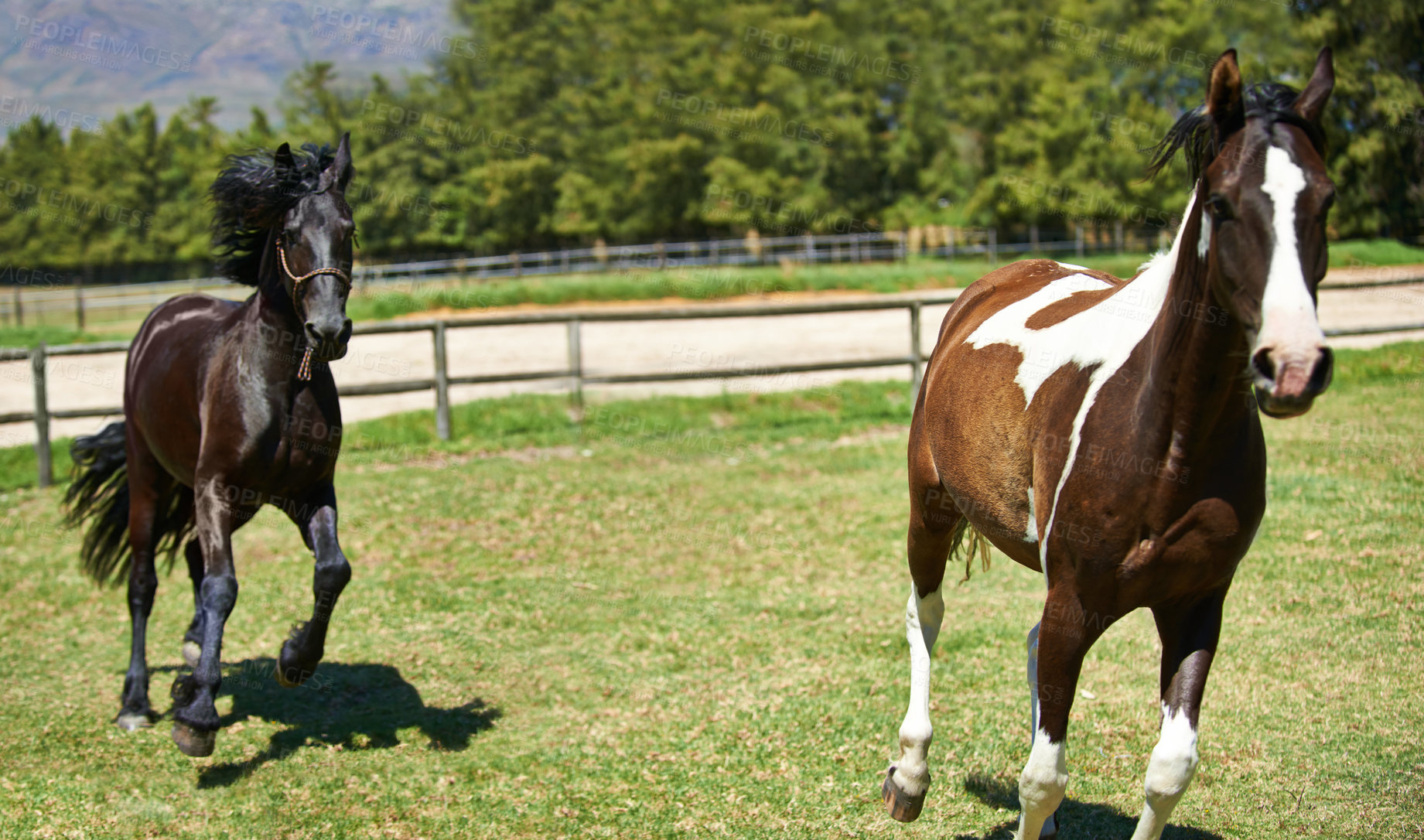 Buy stock photo Nature, ranch and horses running in field with trees, sunshine and natural landscape. Farming, freedom and equestrian animals on green grass in countryside with energy, power or wildlife conservation