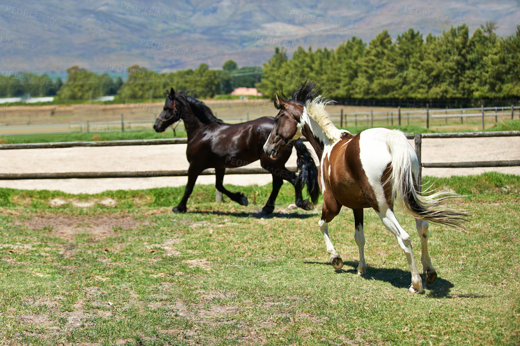 Buy stock photo Nature, ranch and horses running on grass with trees, sunshine and natural landscape. Farming, freedom and equestrian animals on green field in countryside with energy, power or wildlife conservation