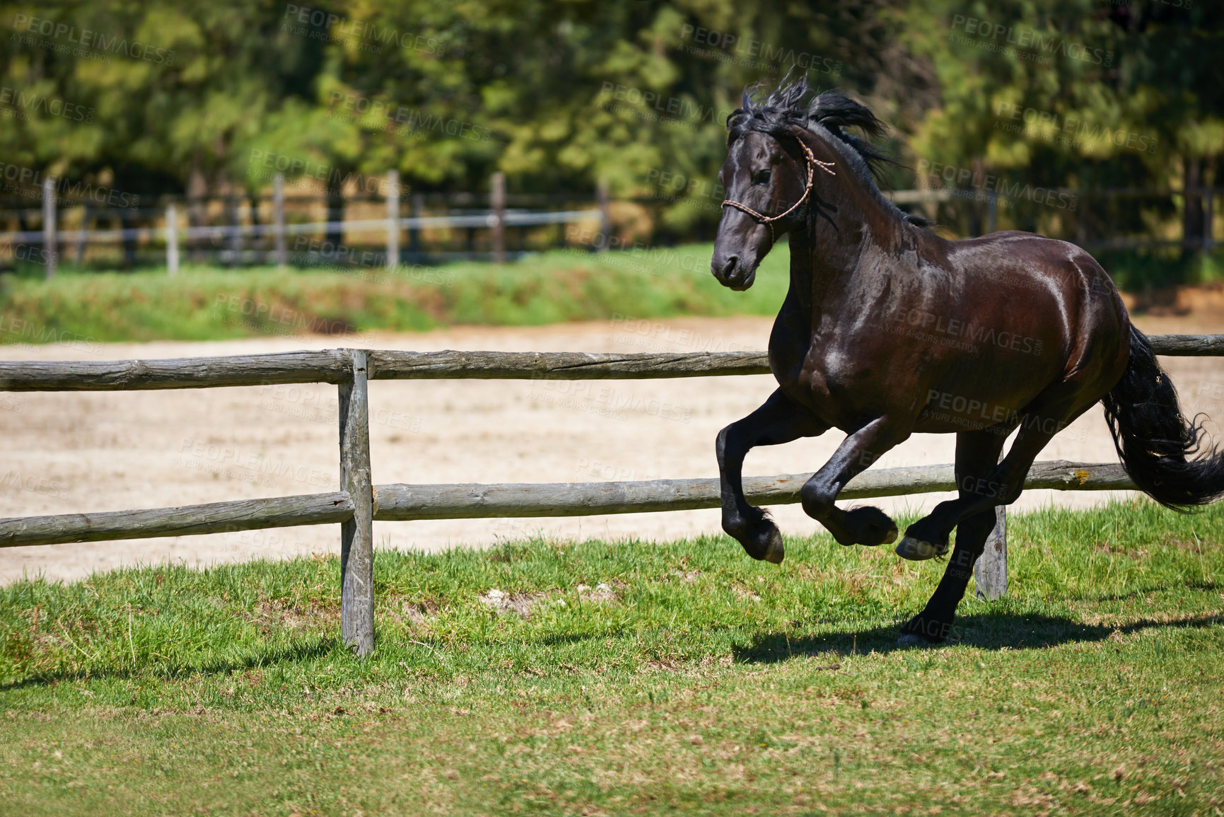 Buy stock photo Horse, running and mare on grass at farm with healthy development of animal for agriculture or equestrian. Mustang, pony and young pet colt in summer, field at ranch and walk on land in nature