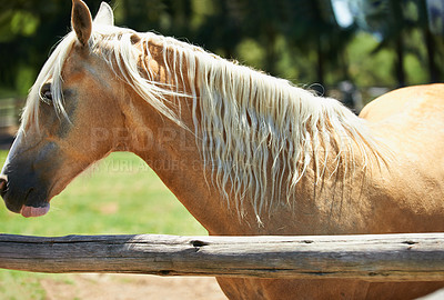 Buy stock photo Horse, farm and mare at fence in summer with healthy development of animals for agriculture or equestrian. Mustang, pony and thoroughbred pet on field at ranch and relax outdoor in Texas nature