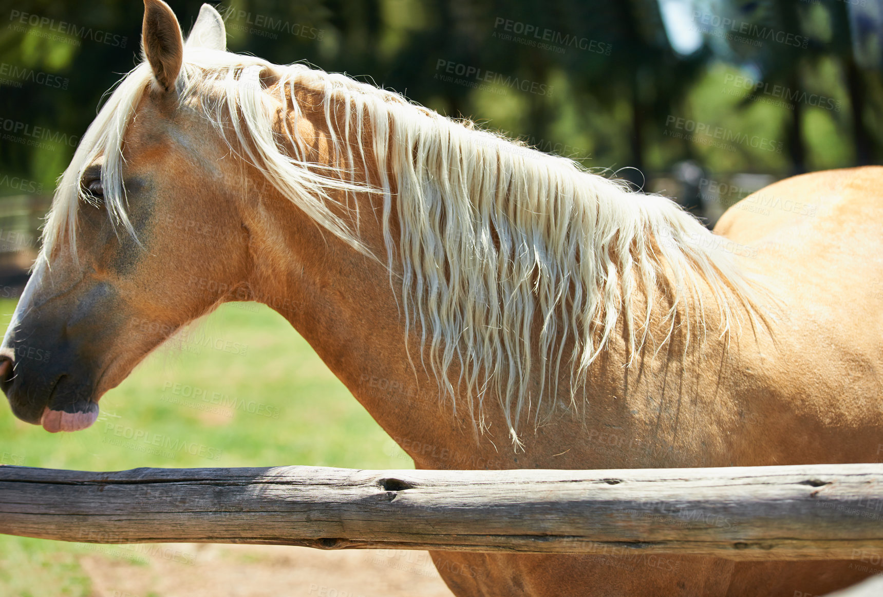 Buy stock photo Horse, farm and mare at fence in summer with healthy development of animals for agriculture or equestrian. Mustang, pony and thoroughbred pet on field at ranch and relax outdoor in Texas nature