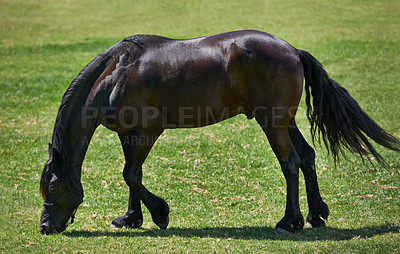 Buy stock photo Horse, farm and stallion eating on grass with healthy development of animal in Texas for agriculture or equestrian. Mustang, pony and pet outdoor in summer, field at ranch and relax on land in nature