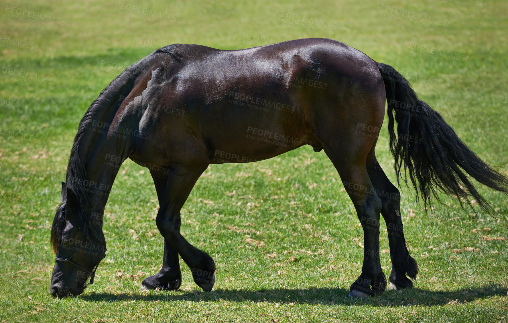 Buy stock photo Horse, farm and stallion eating on grass with healthy development of animal in Texas for agriculture or equestrian. Mustang, pony and pet outdoor in summer, field at ranch and relax on land in nature