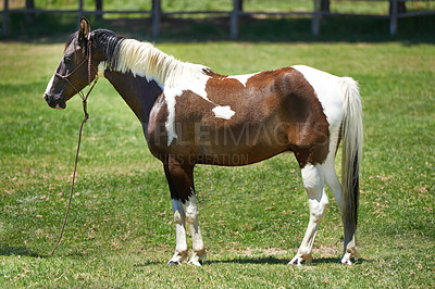 Buy stock photo Horse, farm and mare on grass with healthy development of animal for agriculture or equestrian in Texas. Mustang, pony and thoroughbred pet in summer, lawn field at ranch and walk on land in nature