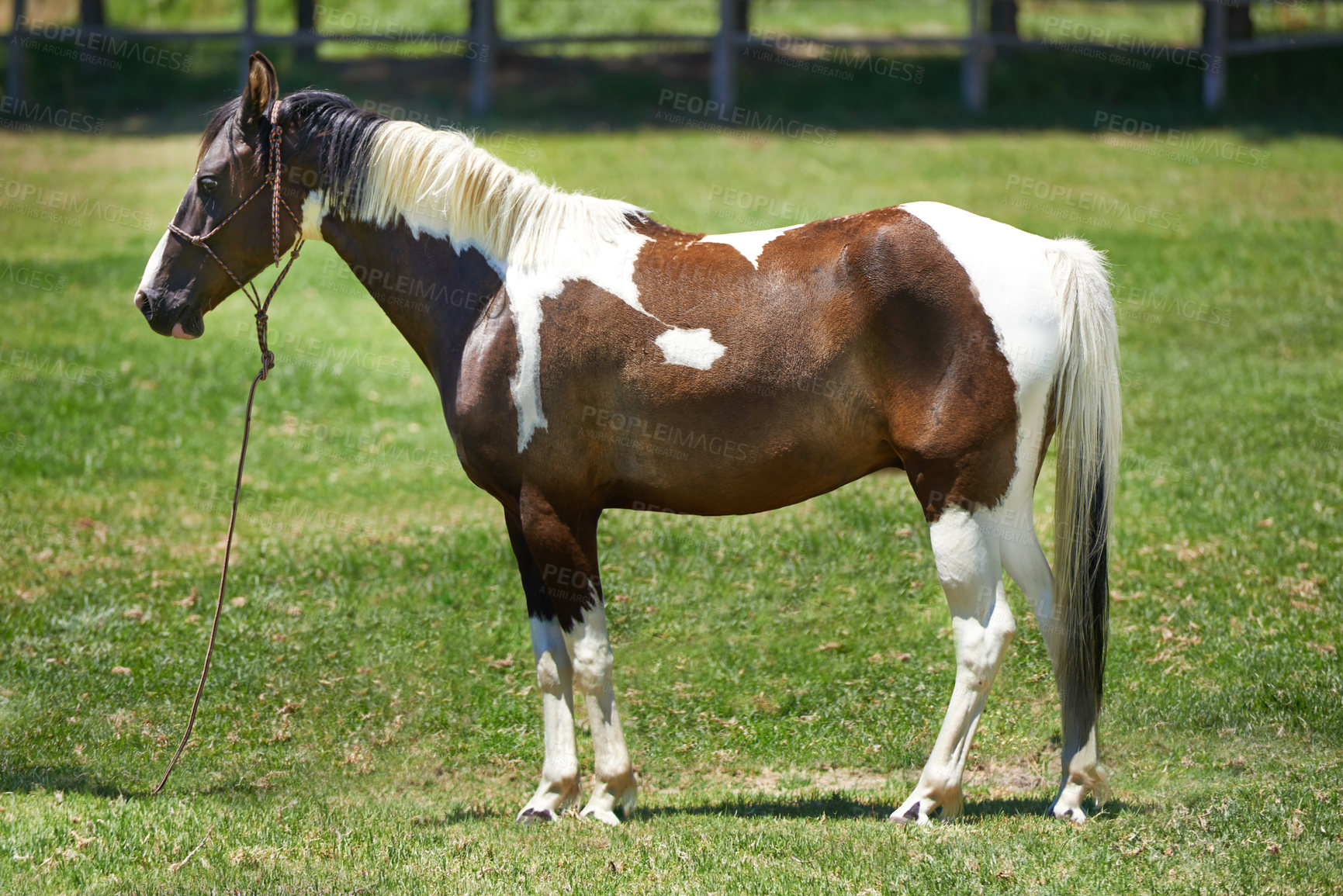 Buy stock photo Horse, farm and mare on grass with healthy development of animal for agriculture or equestrian in Texas. Mustang, pony and thoroughbred pet in summer, lawn field at ranch and walk on land in nature