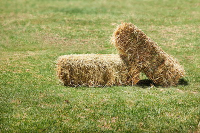 Buy stock photo Agriculture, grass and hay in field crop, wheat and harvest in summer or autumn or fall. Farming, nature and green on countryside or landscape for livestock, plant and grain in outdoor or farmland