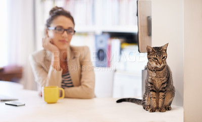 Buy stock photo Woman, cat and home office with pet love as freelance journalist in apartment with animal for care, bonding or morning. Female person, coffee and desk at virtual worker in London, relax or connection