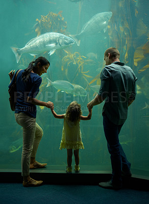 Buy stock photo Aquarium, family and holding hands while looking at fish for learning, care and vacation, bonding or education. Mother, fishtank and girl with father watching marine life underwater in oceanarium
