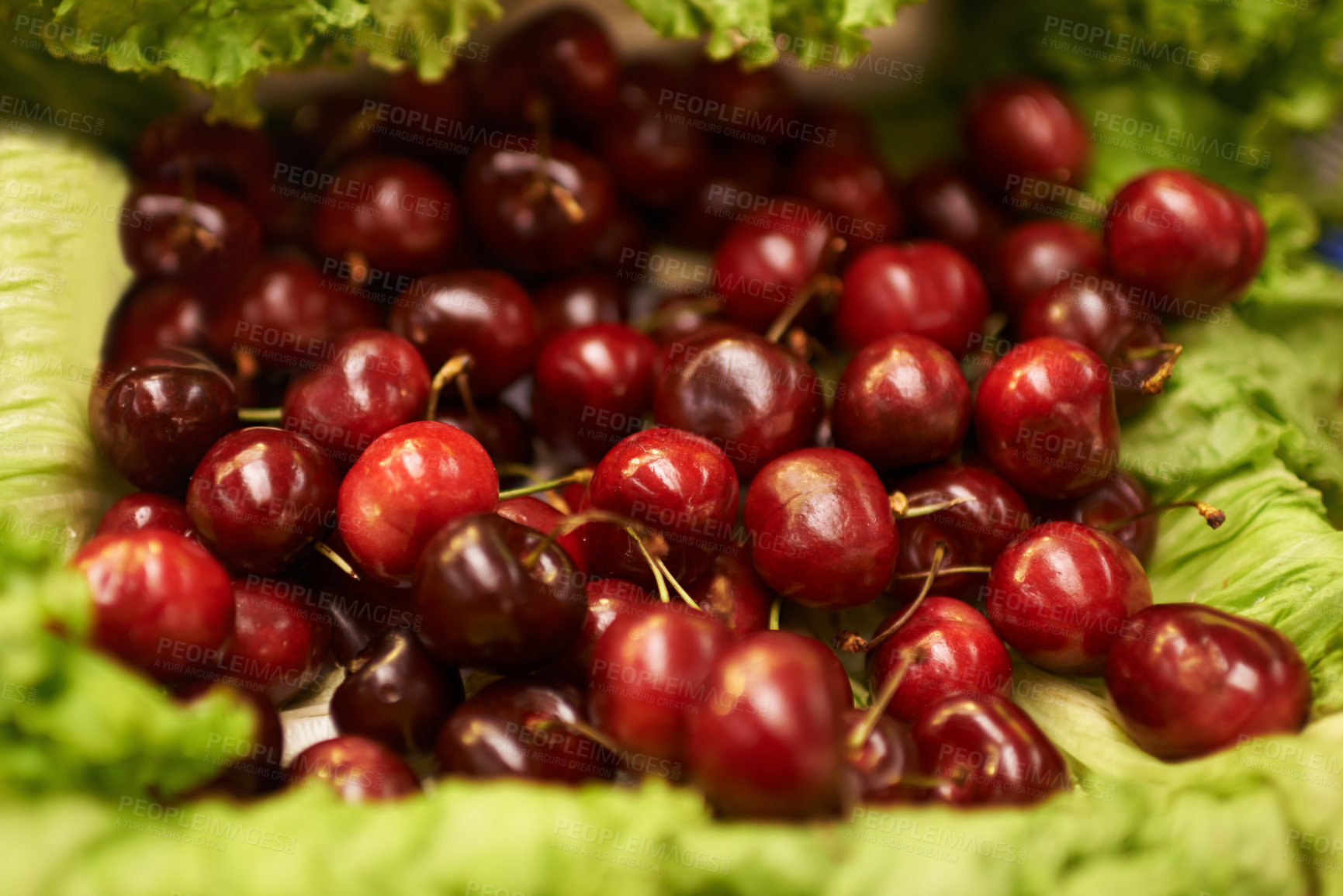 Buy stock photo Harvest, natural and bunch of organic cherries for nutrition, health and wellness diet snack. Sustainable, supermarket and delicious fresh red fruit for vitamins on display in grocery store or shop.