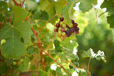 Buy stock photo Grapes, leaves and sunlight on wine farm for agriculture, sustainability and alcohol production. Organic, fruit and plant for environment, eco friendly or sustainable farming on winery in California
