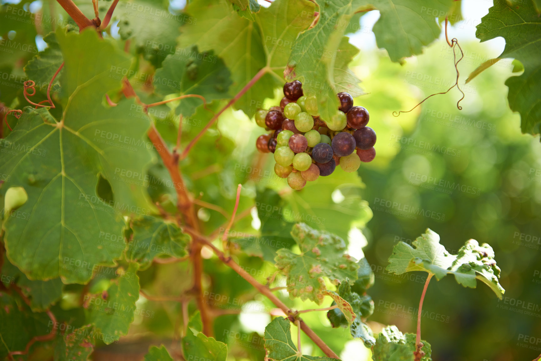 Buy stock photo Grapes, leaves and sunlight on wine farm for agriculture, sustainability and alcohol production. Organic, fruit and plant for environment, eco friendly or sustainable farming on winery in California