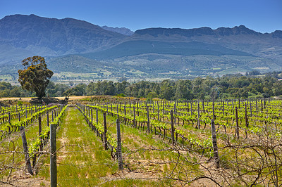 Buy stock photo A vineyard at a winery situated close to Paarl, Western Cape