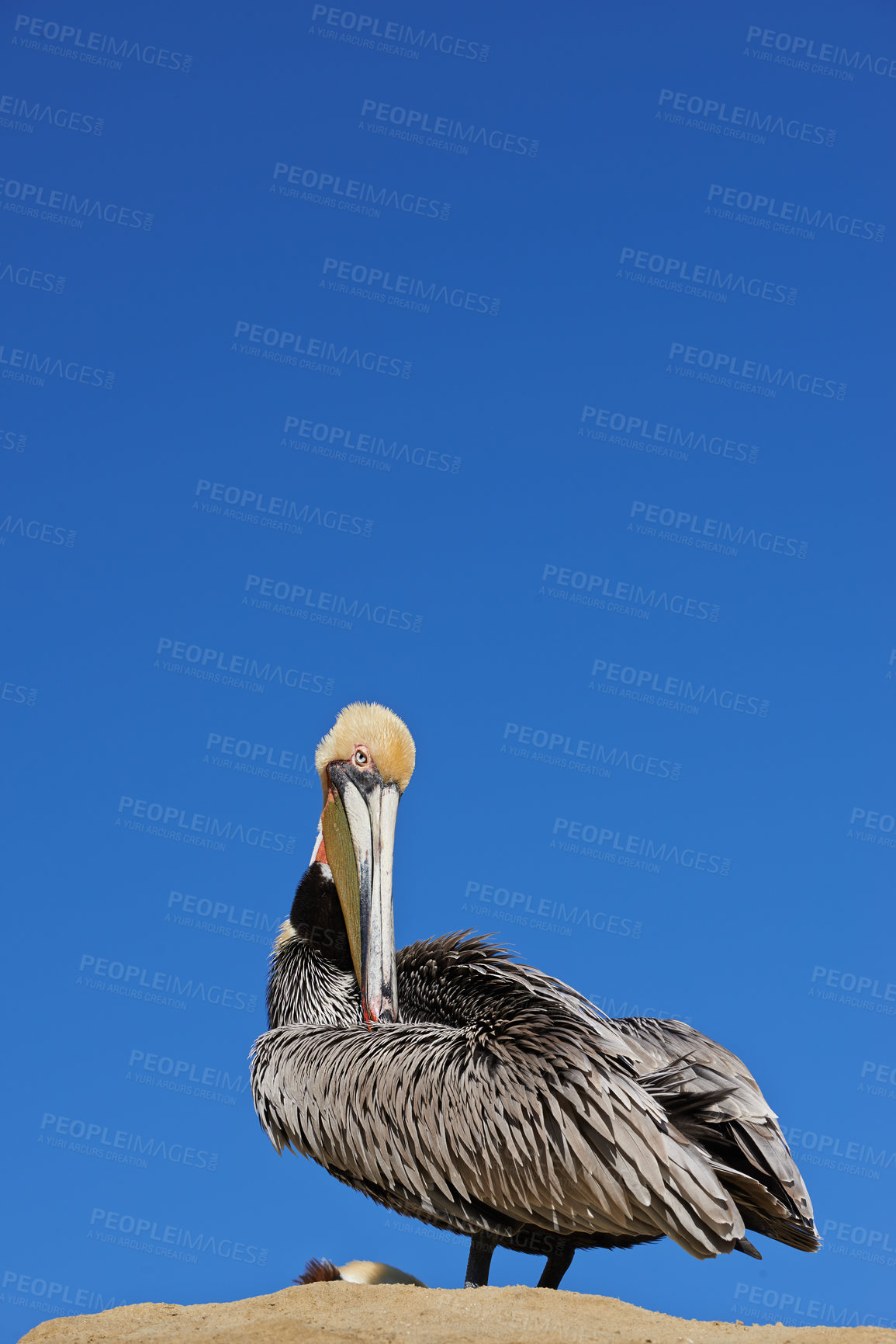 Buy stock photo Bird, sand and nature on earth with sky for habitat and ecosystem outdoor. Feathers on animal or pelican in shore and landscape for fly at sea or dock in summer season for tourism on coast by seaside