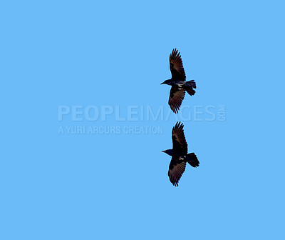 Buy stock photo Flight, freedom and birds on blue sky together, animals migration and travel in air. Nature, wings and crows flying in formation with calm mockup space, tropical summer and wildlife with feathers
