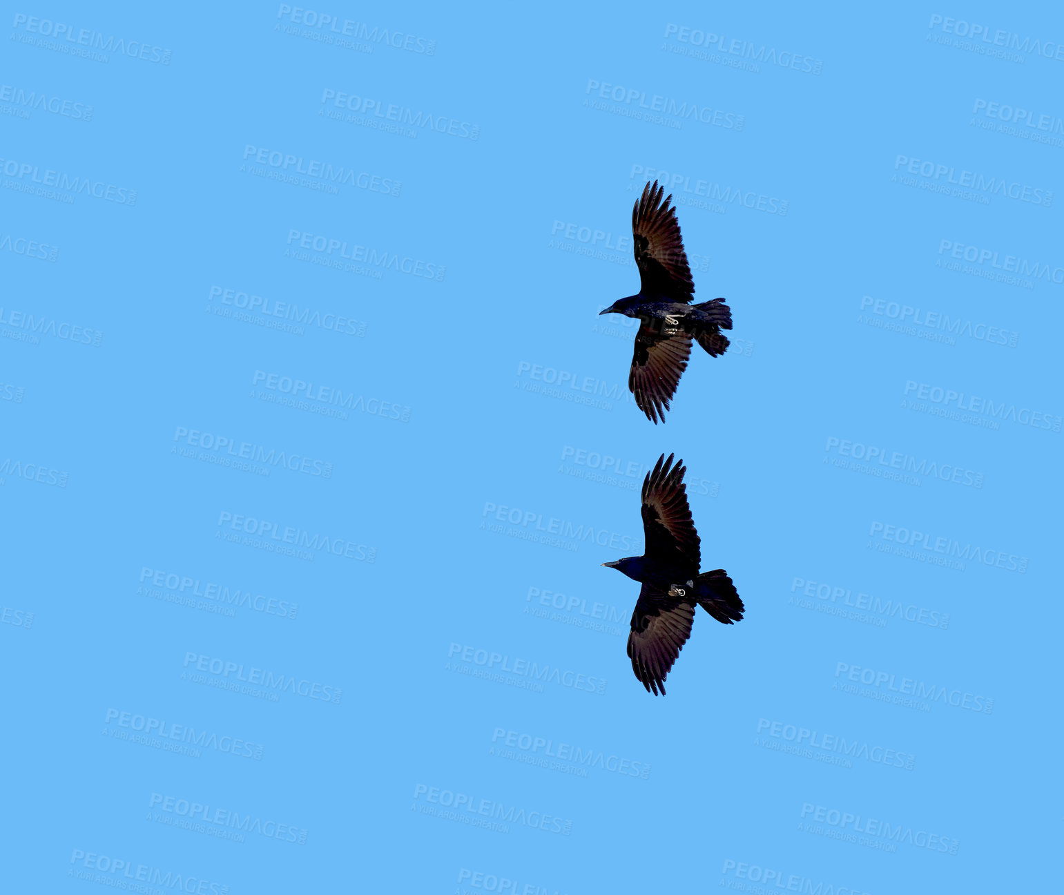 Buy stock photo Flight, freedom and birds on blue sky together, animals migration and travel in air. Nature, wings and crows flying in formation with calm mockup space, tropical summer and wildlife with feathers