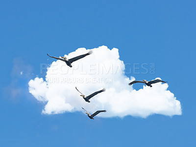 Buy stock photo Flight, cloud and group of birds on blue sky together, animals migration and travel in air. Nature, wings and flock flying in formation with calm freedom, tropical summer and wildlife with feathers