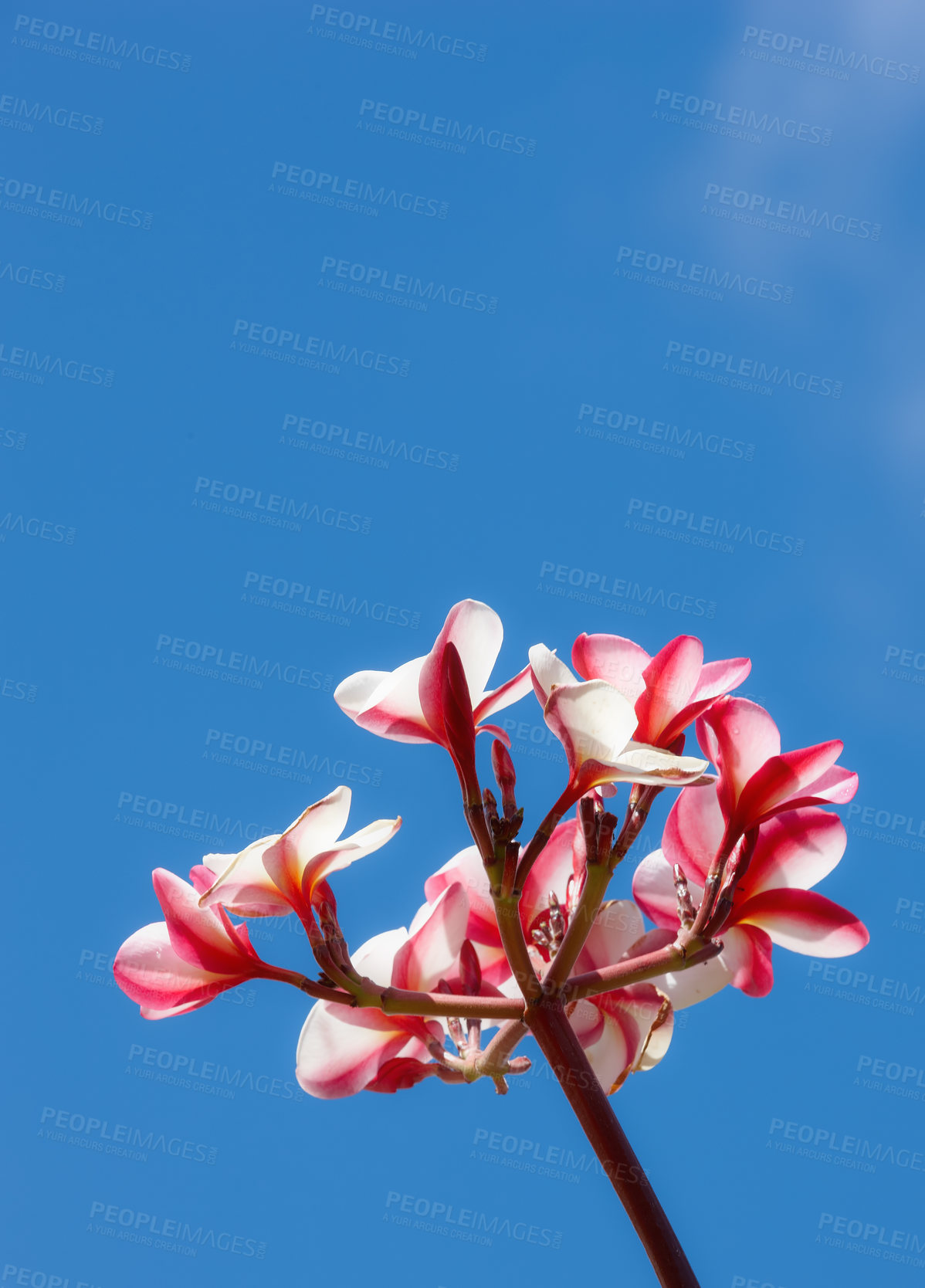 Buy stock photo Flowers, sky and plant outdoor for nature, spring and garden  in environment for bud and bloom for petal. Plumeria, grow and blossom for season in summer outdoor for earth, mother nature and eco  

