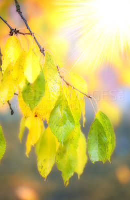 Buy stock photo Autumn, leaf and branch in nature with sunlight, forest and climate change for ecology and environment. Trees, growth and gardening with plants , colourful and organic calm for peace in garden