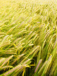 A photo of wheat ready to harvest