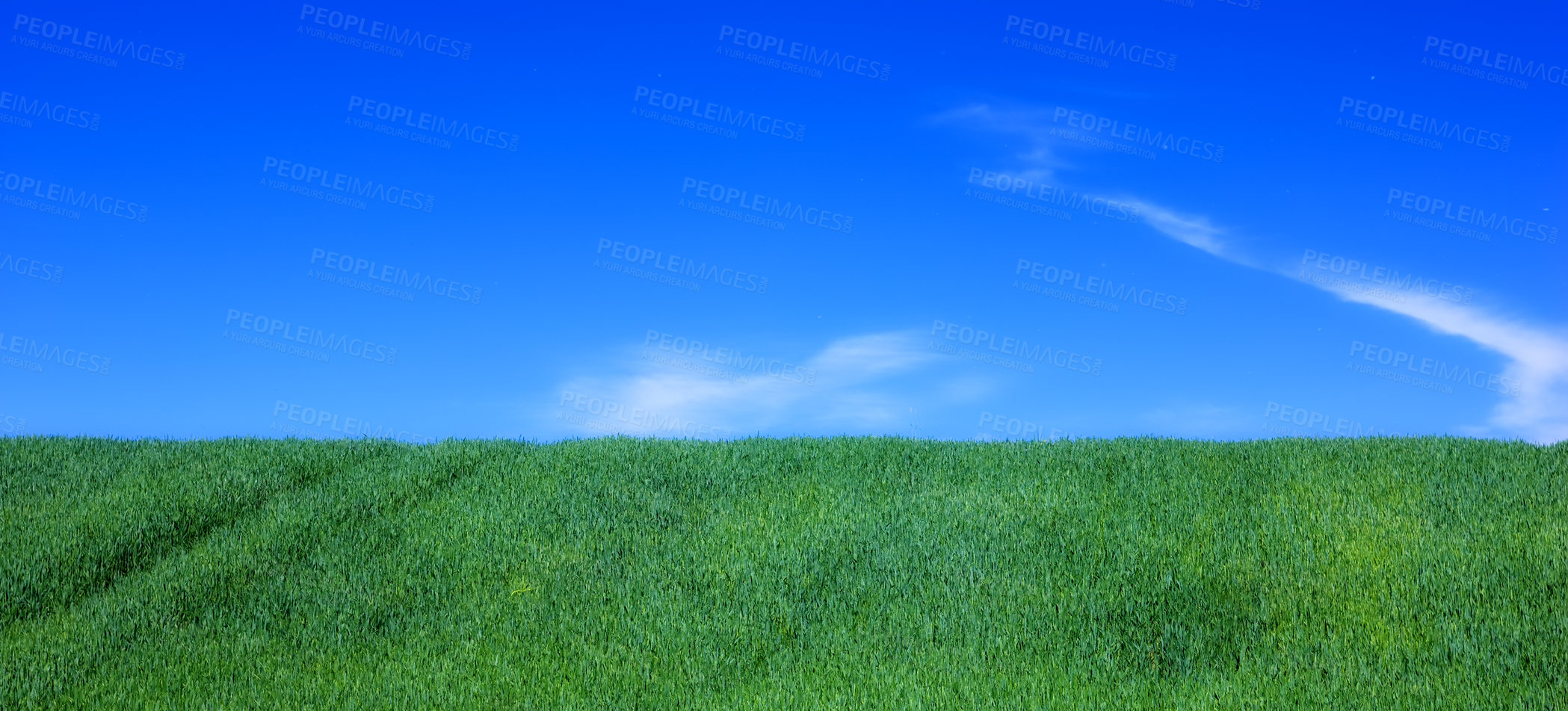 Buy stock photo Sky, space and field with landscape of grass, agro farming and outdoor plant growth in summer. Background, botanical and mockup of environment, lawn or natural pasture for crops and ecology in nature