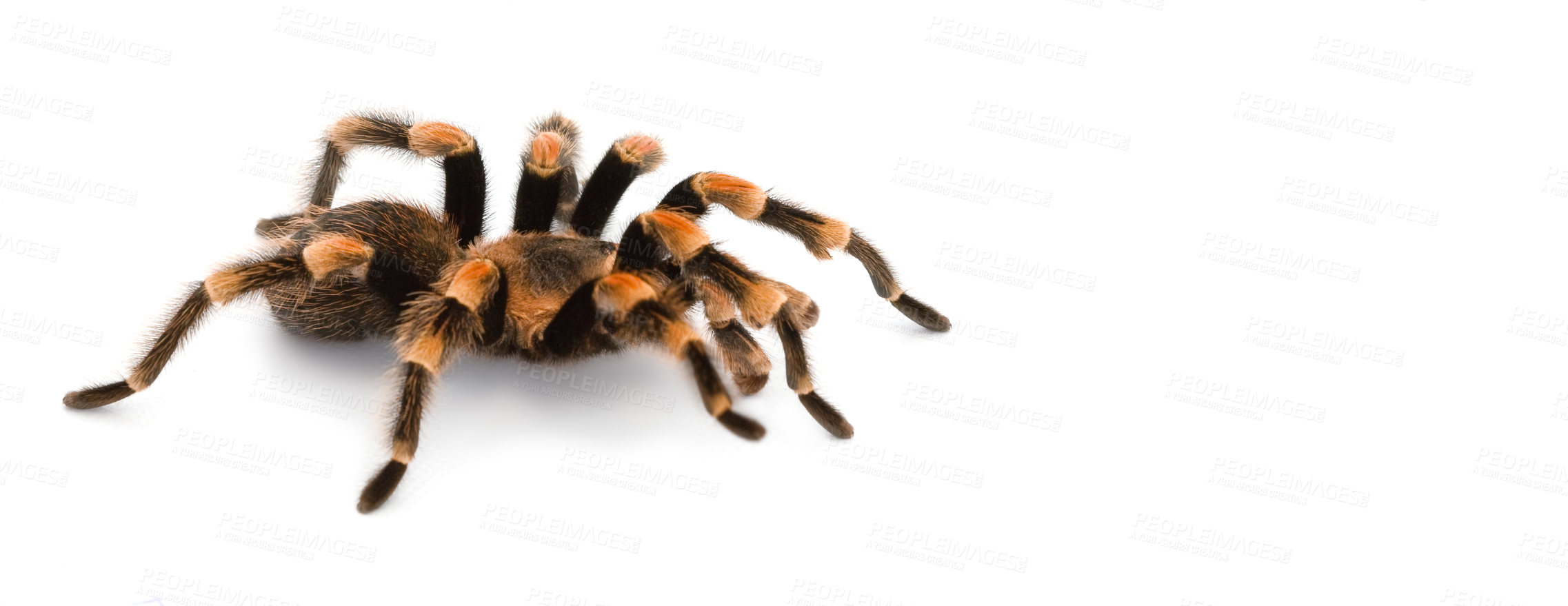 Buy stock photo Closeup of a mexican red knee tarantula spider against white studio background. A dangerous hairy arachnid with fatal poisonous, deadly and fatal venom in its fangs. Wildlife animal standing alone