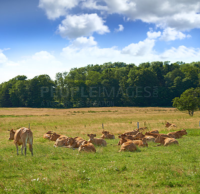 Buy stock photo Agriculture, cow and grass in countryside with nature, livestock and field to eat lawn. Animals, farming and landscape with cattle relaxing, sky and trees in spring or summer for outdoor or rural