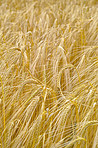 Nature's ripe harvest - Wheat