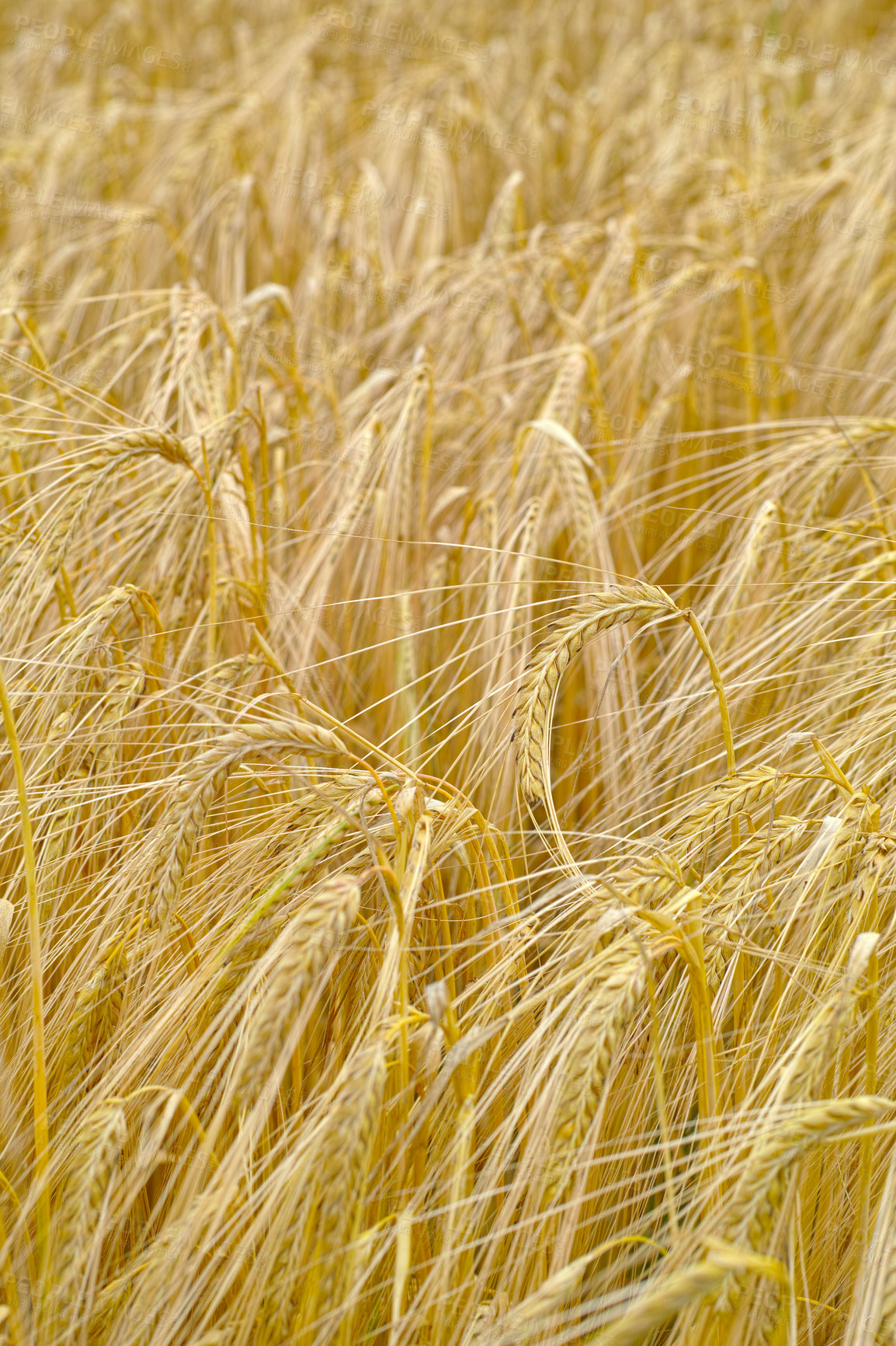 Buy stock photo Wheat, farm and closeup in field with plant, leaves or growth of grain for production of agriculture. Sustainable, farming and crop of organic food, grass and outdoor in summer, nature or pasture