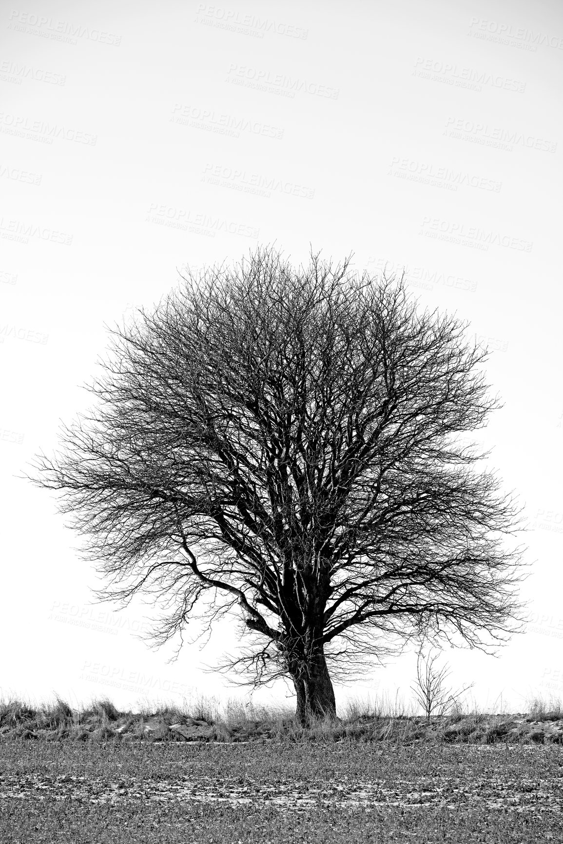 Buy stock photo Forest, black and white with trees, nature and sunshine with sustainability and environment with ecology. Eco friendly, empty and bark with field and leaf with countryside and spring with agriculture