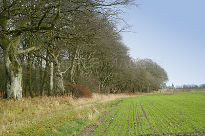 Buy stock photo An image of a row of trees in late autumn
