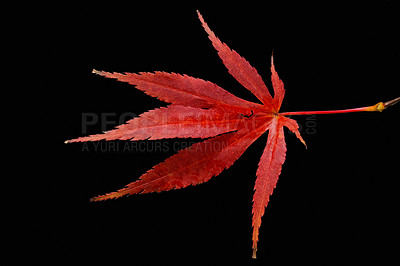 Buy stock photo Above shot of red Canadian maple leaf in autumn isolated on black background in studio. Promise of balance, love, longevity and abundance. Representing success, generosity, offering and practicality